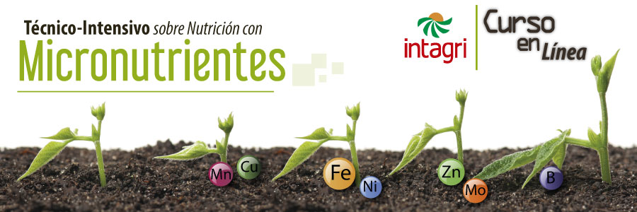 Micronutrientes En La Fisiologia De Las Plantas Funciones Absorcion Y Porn Sex Picture 1072